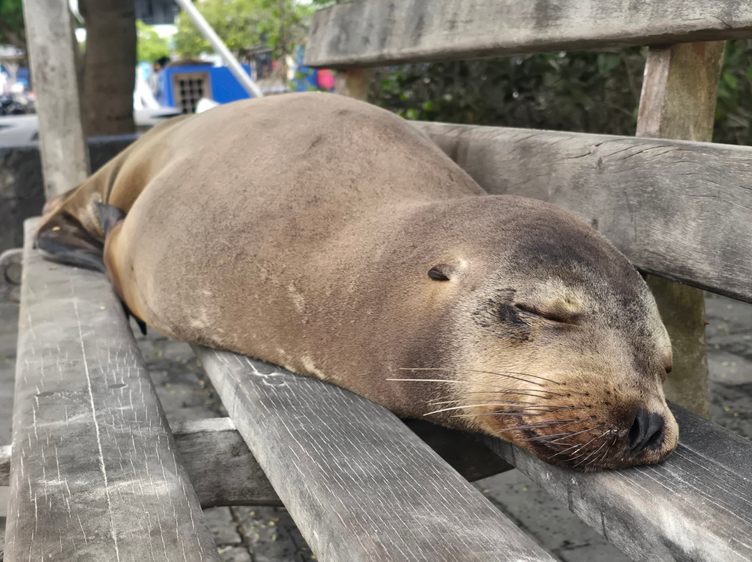 Smart Galapagos-阿约拉港必去景点