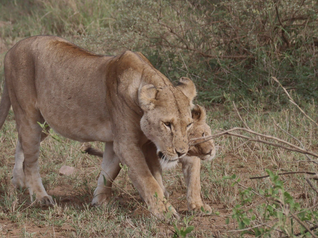 Tansania Reiseabenteuer SDL GmbH-柏林必去景点