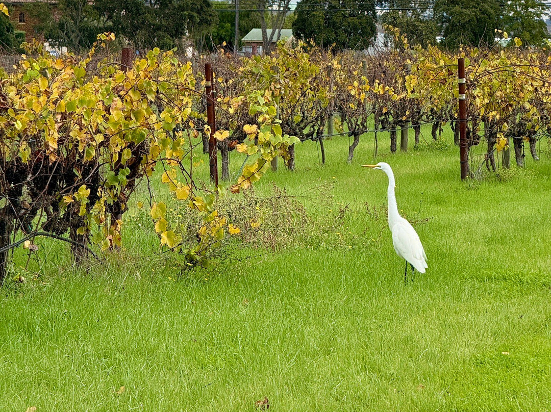 Cline Cellars-索诺玛必去景点