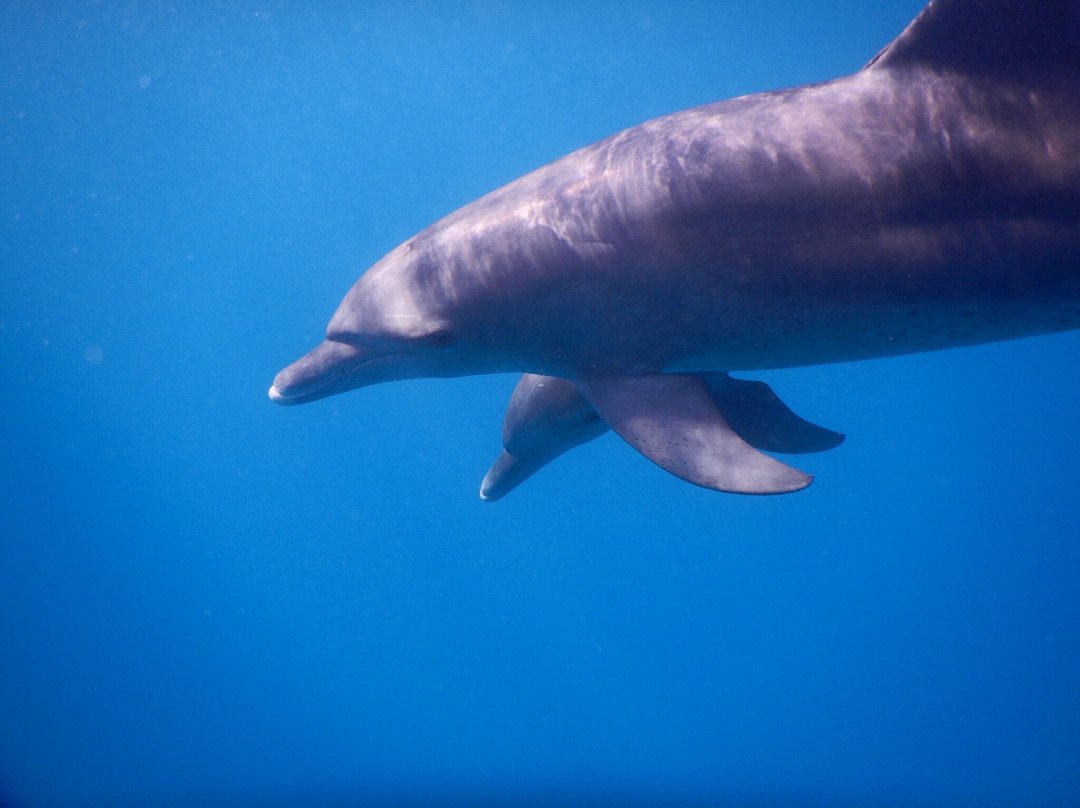 Delfinausflug Mit MO-赫尔格达必去景点