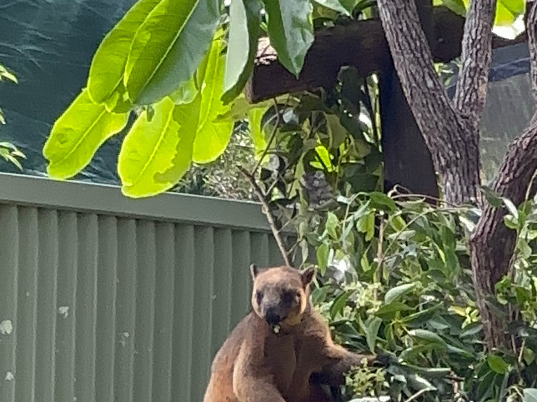 David Fleay Wildlife Park-West Burleigh必去景点