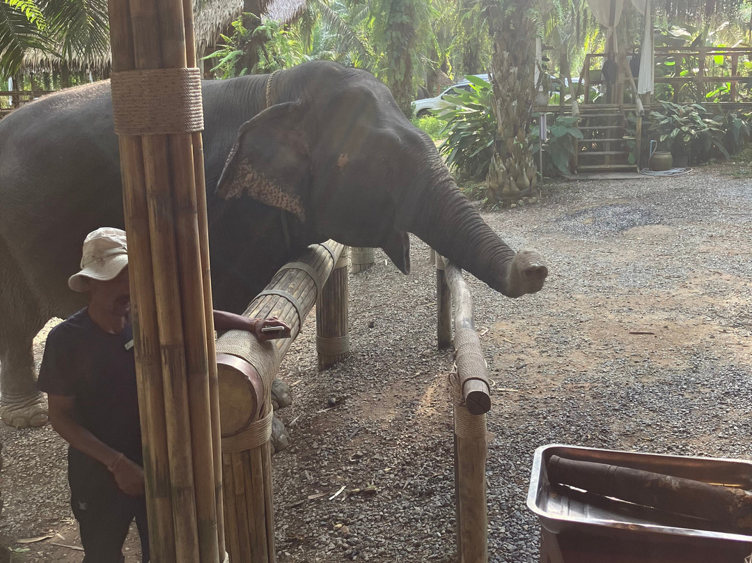 Khao Sok Elephant Sanctuary-拷索国家公园必去景点