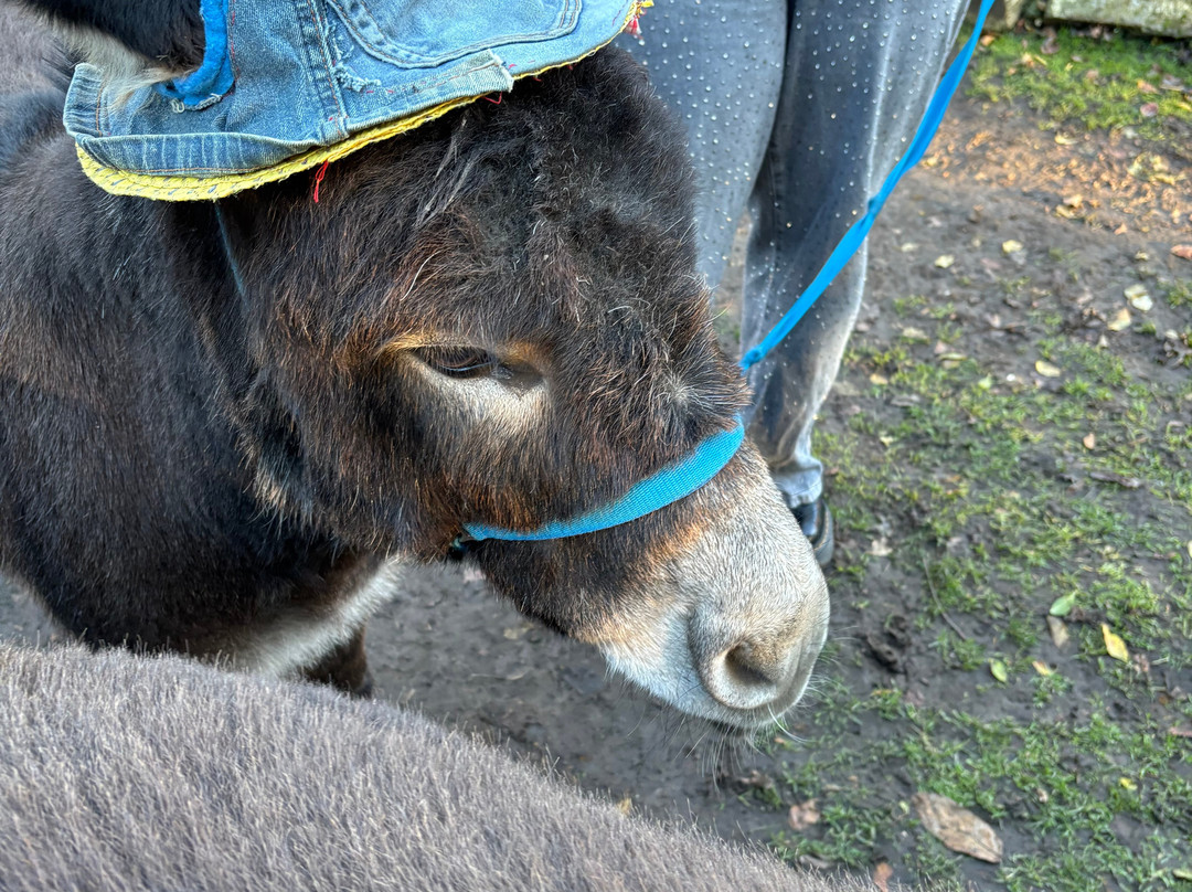 Huckleberry Woods-Faversham必去景点
