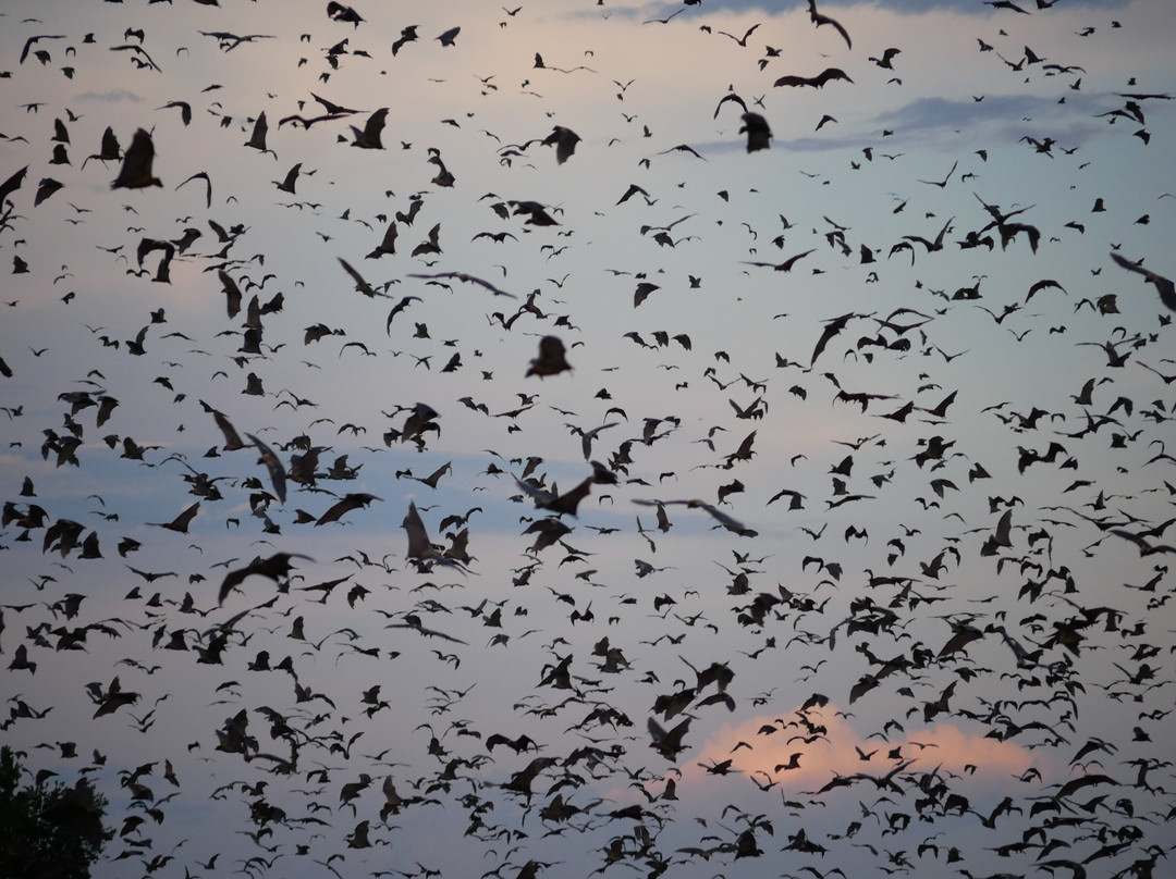 Zamsato - Zambia Safaris & Adventours-李文斯顿必去景点