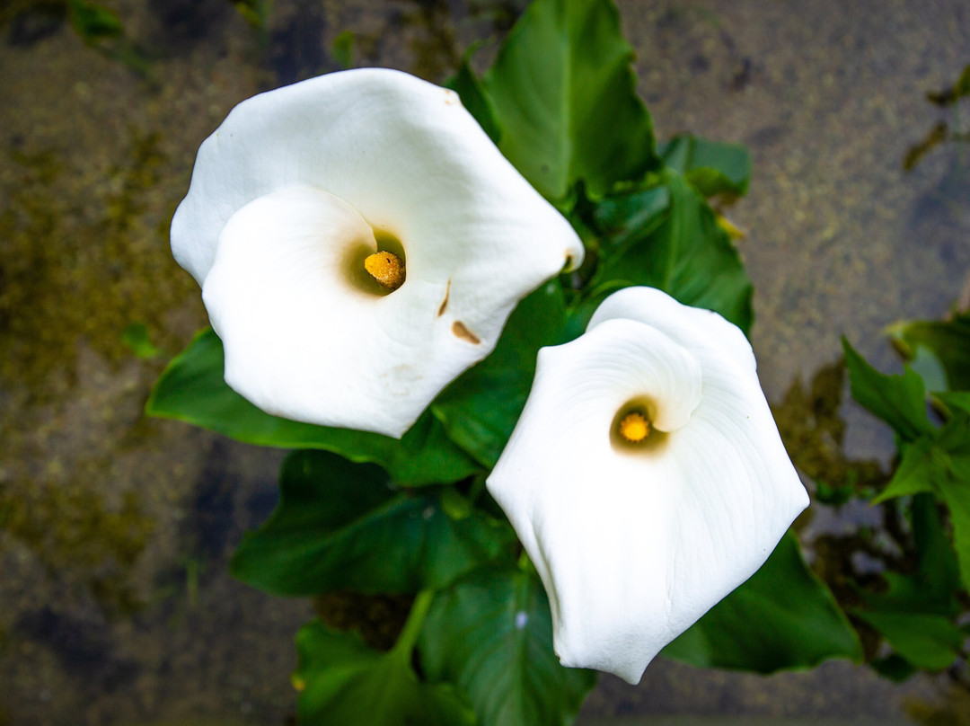 Parco Giardino Tenuta S. Apollonio-Castel Goffredo必去景点