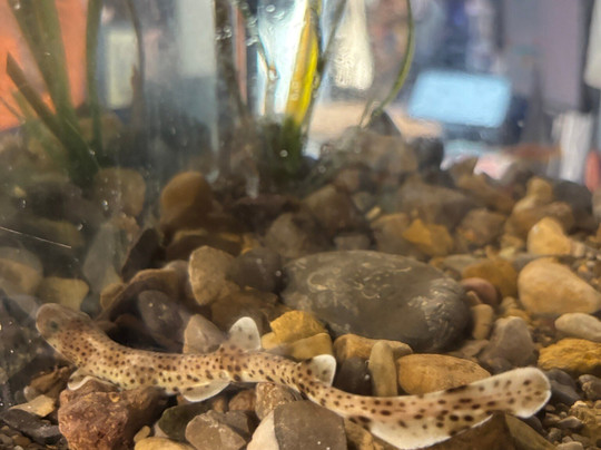 Marine Discovery Centre & Whitby Lobster Hatchery-惠特比必去景点