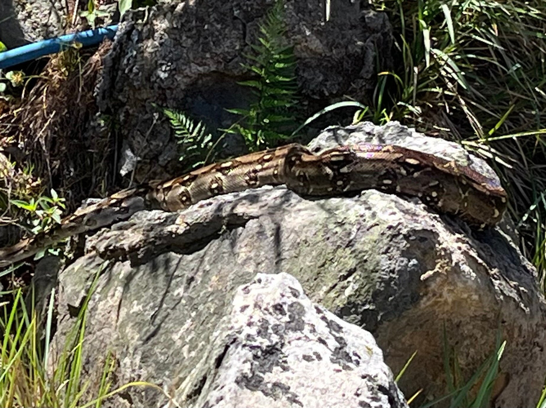 Las Hornillas Volcano Hot Springs-巴加塞斯區必去景点