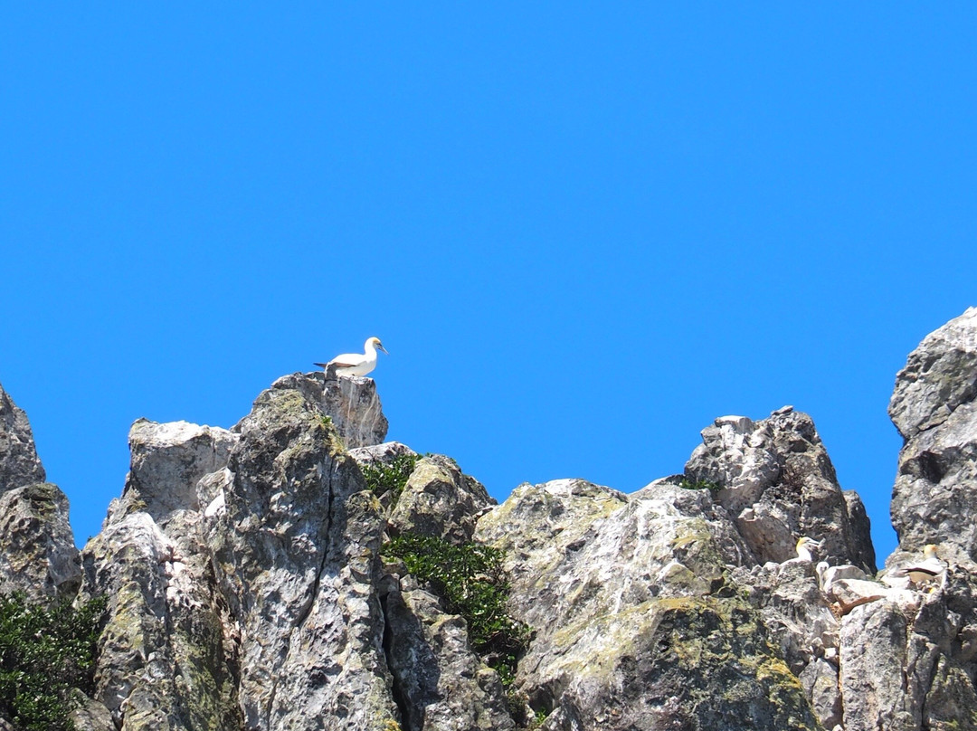 Perfect Day Ocean Cruise-Tutukaka必去景点