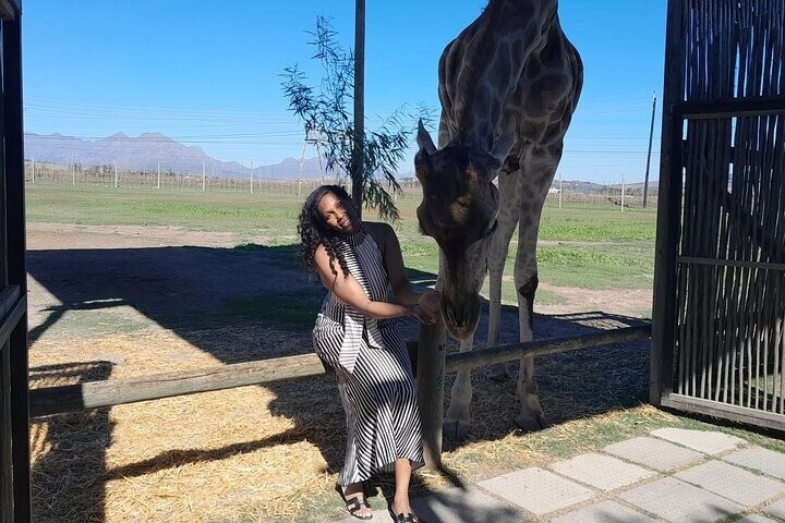 African Macaw Dmc-Safaris