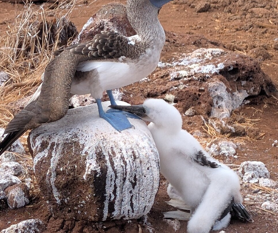 Monserrat Galapagos Cruises-阿约拉港必去景点