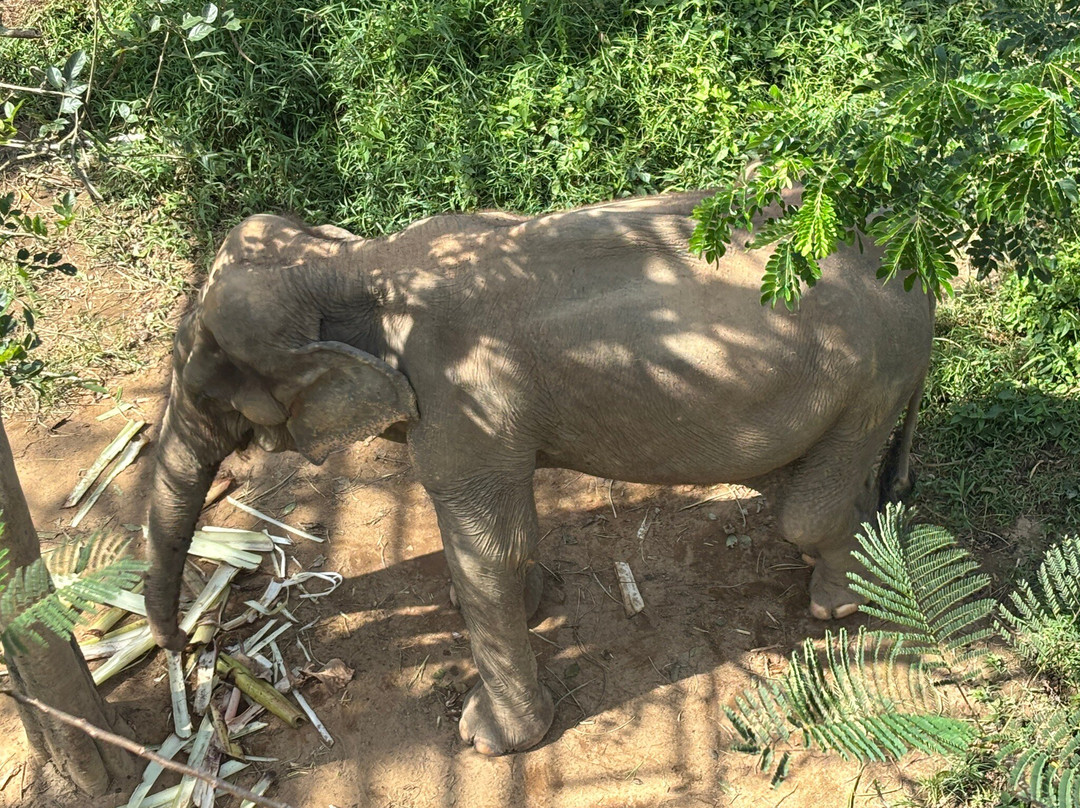 Phuket Elephant Sanctuary-班巴克洛必去景点