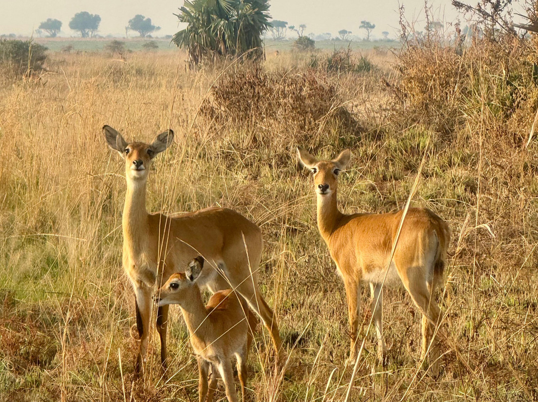 Nkuringo Safaris-布恩迪难以穿越的国家公园必去景点
