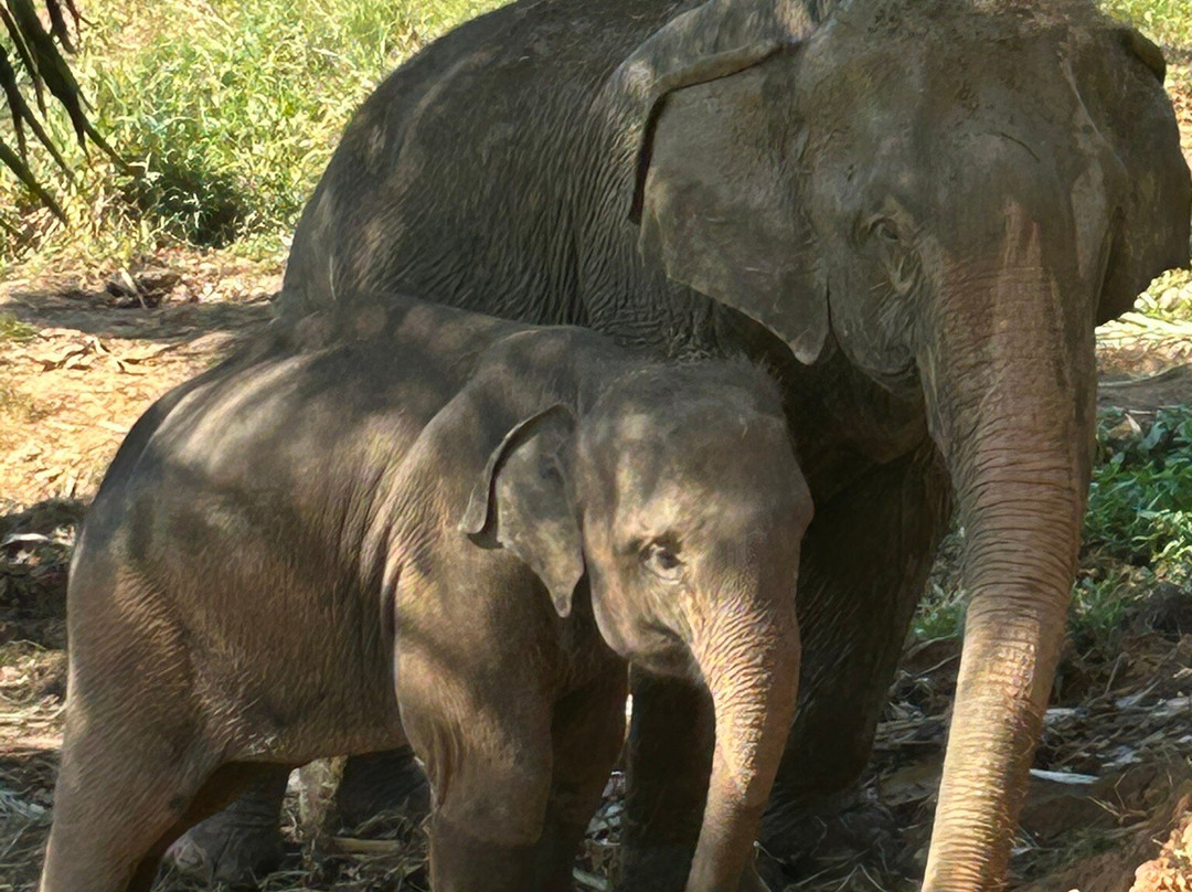 Following Giants - Krabi-Khlong Hin必去景点