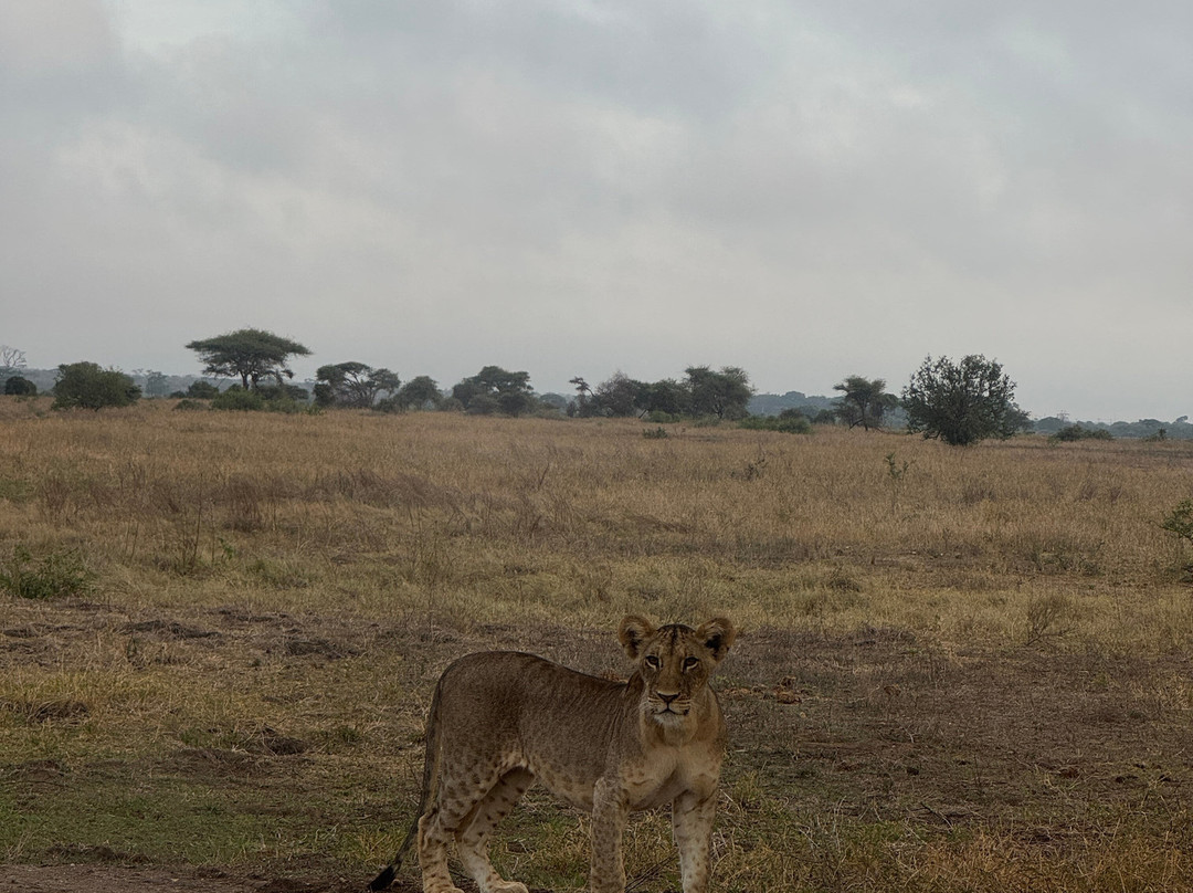 Safari Talk Tours Ltd-蒙巴萨必去景点