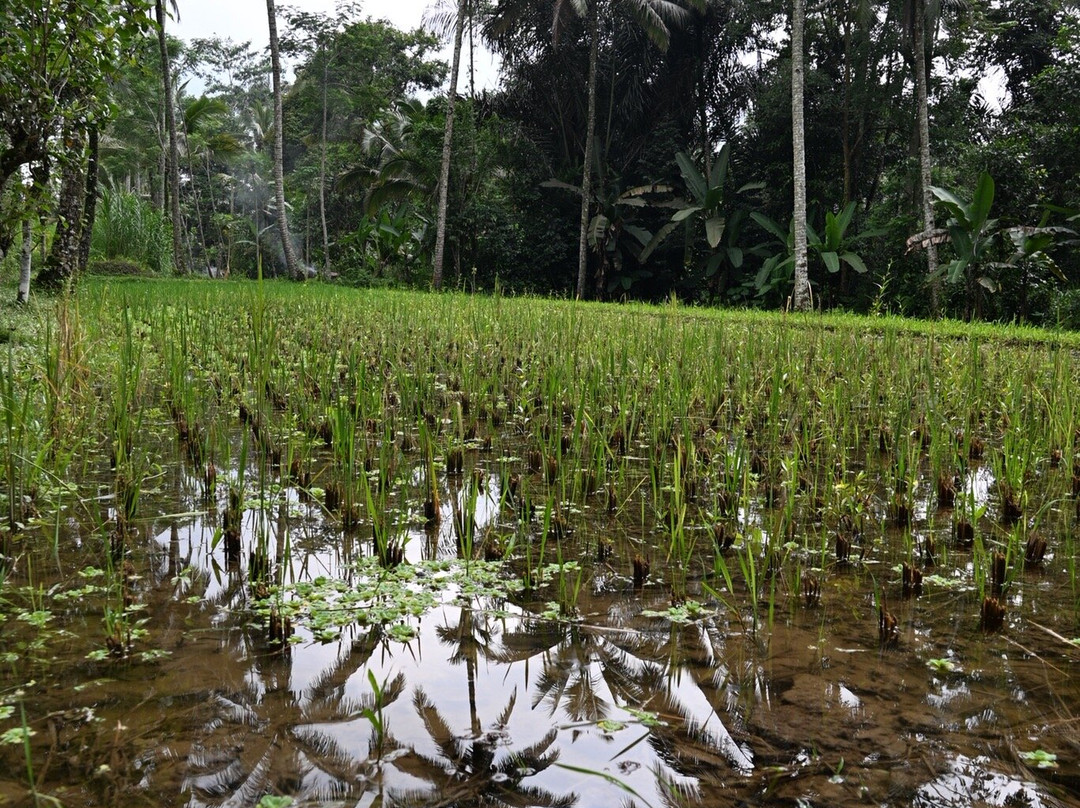 Green Bikes Bali-达巴南必去景点