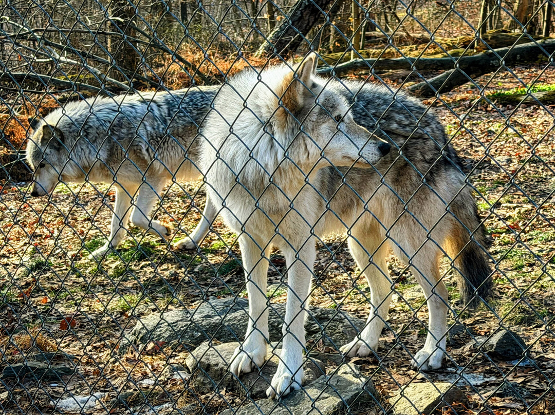 Lakota Wolf Preserve-Columbia必去景点