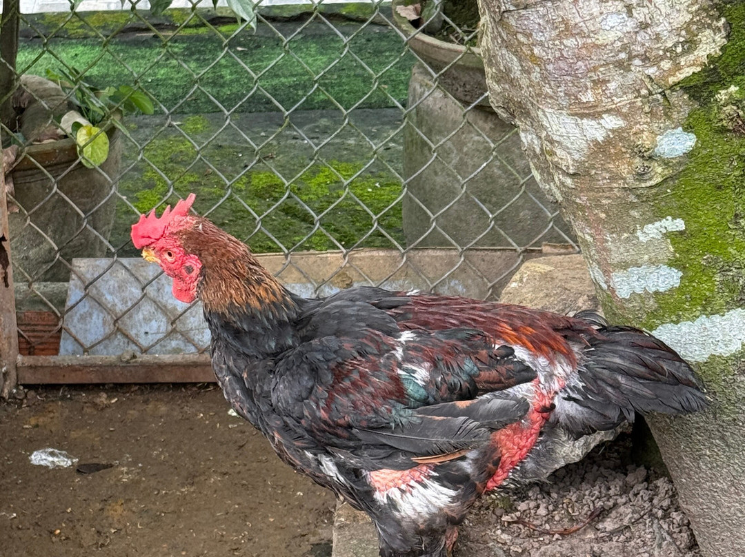 Mekong Realism-芹苴必去景点