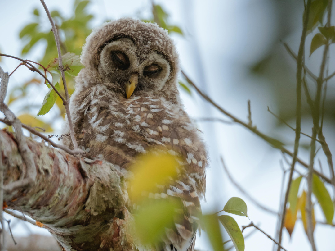 Mahogany Hammock-大沼泽国家公园必去景点