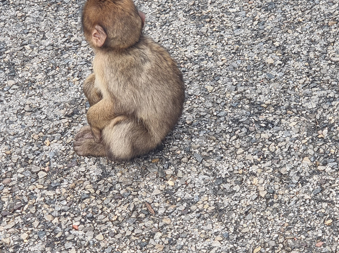 Gibraltar Cable Car-直布罗陀必去景点