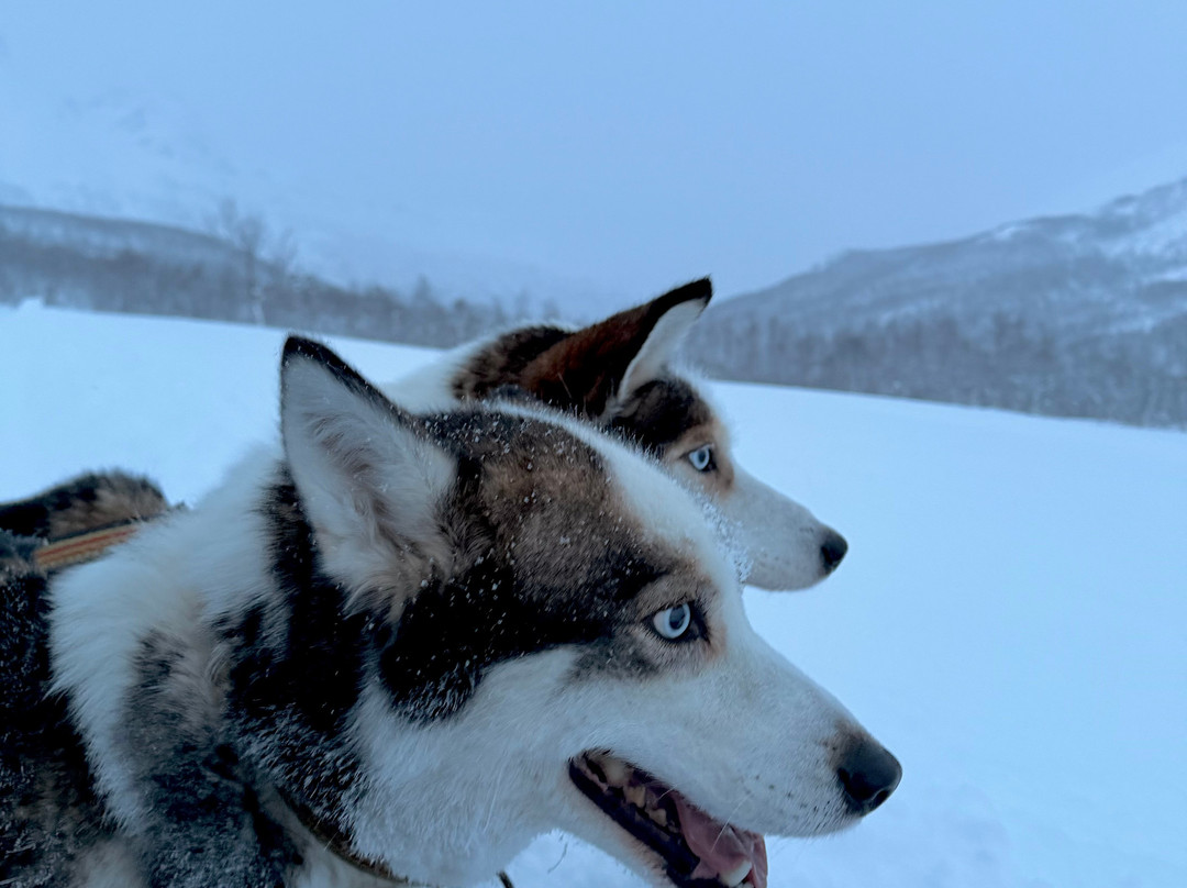 Northern Light Dog Adventure-Nordkjosbotn必去景点