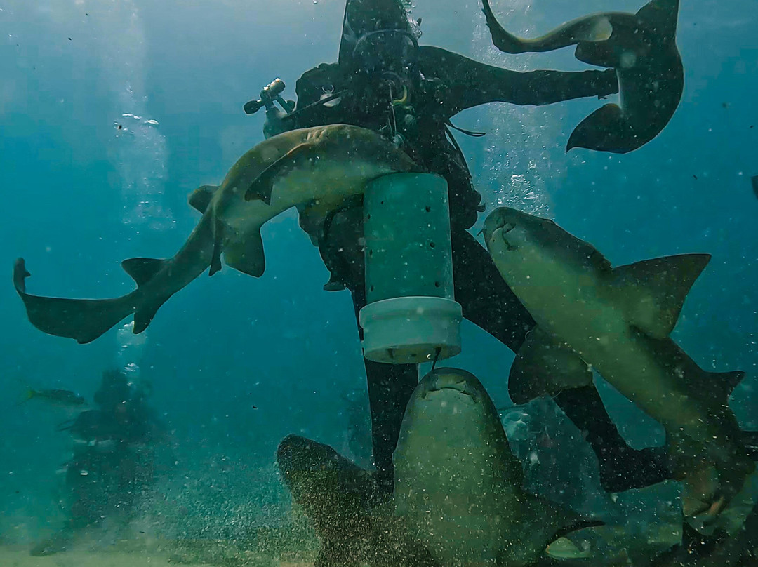 Captain Slate's SCUBA Adventures-Tavernier必去景点