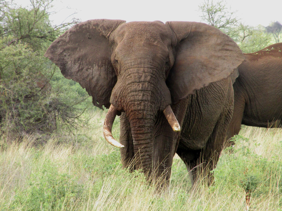 Gilmag Safaris-阿鲁沙必去景点
