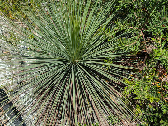 悉尼湾国家公园-莫斯曼必去景点