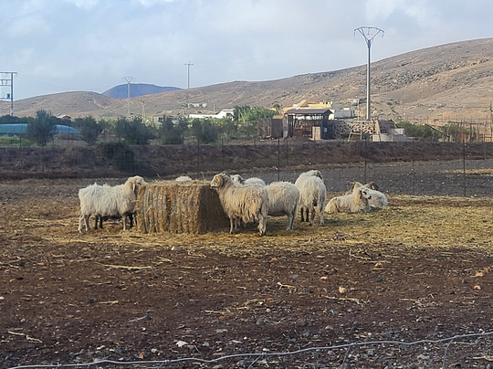 Verdeaurora Bio Farm-富特文图拉必去景点