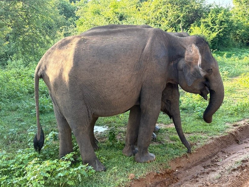 Ceylon Escapes-科伦坡必去景点