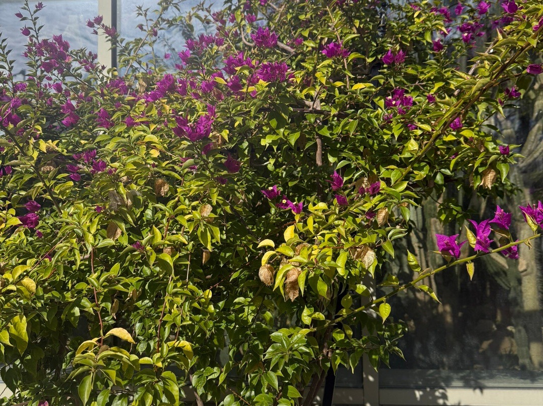 Botanical Garden of the University of Szeged-塞格德必去景点