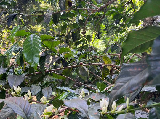 Fairview Coffee Estate-内罗毕必去景点