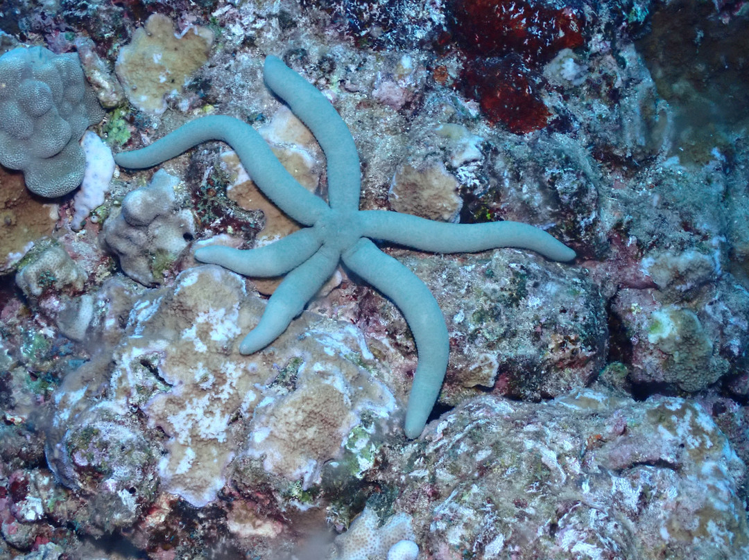 Maui Diamond Sea Sports-玛阿拉也亚必去景点