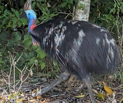 Tropic Tours-凯恩斯必去景点