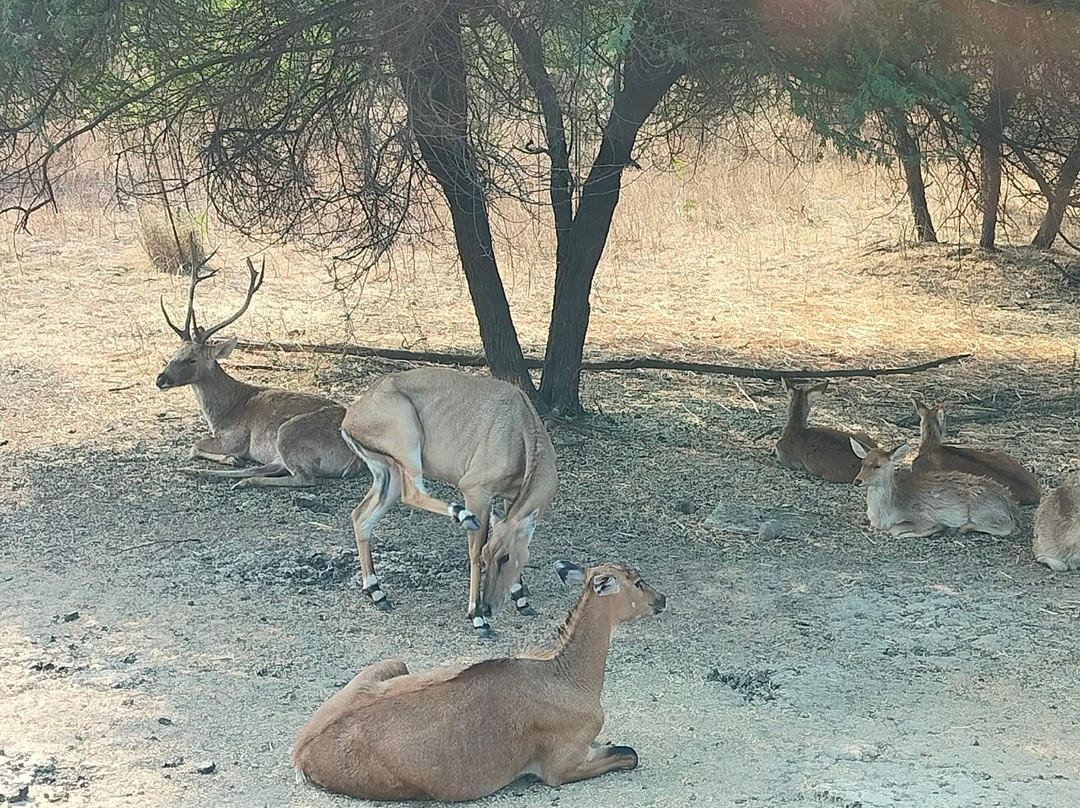 Gorewada Safari-那格浦尔必去景点