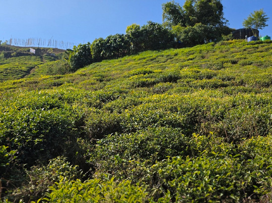 Temi Tea Garden-Temi必去景点