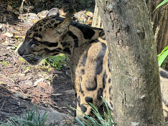 Ellen Trout Zoo-Lufkin必去景点