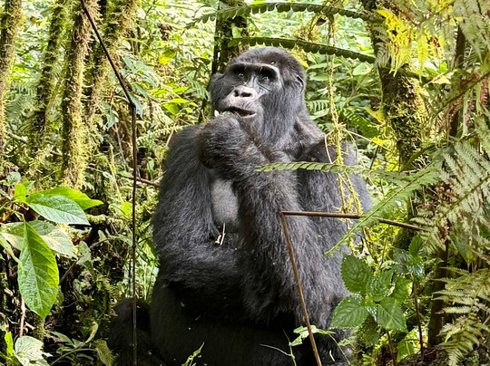 Gorilla Trek Africa-吉佳利必去景点
