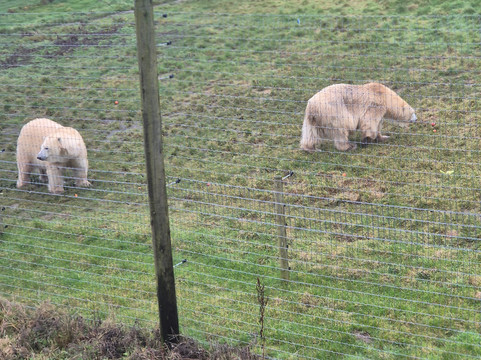 Jimmy's Farm & Wildlife Park-伊普斯威奇必去景点