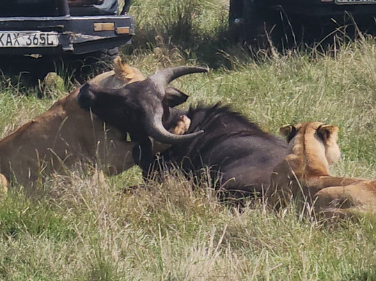 Travelcare Limited-内罗毕必去景点