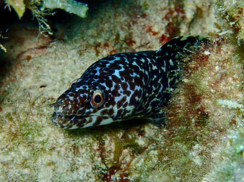 Wannadive Bonaire-Kralendijk必去景点