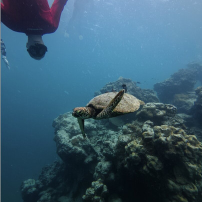 Go Local Cook Islands-堤堤卡维加必去景点