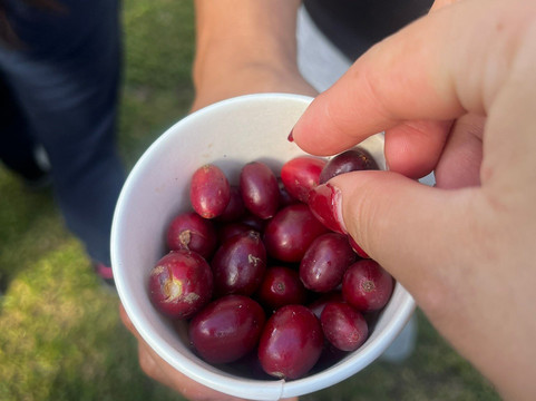 Vilcaroma Coffee-Vilcabamba必去景点