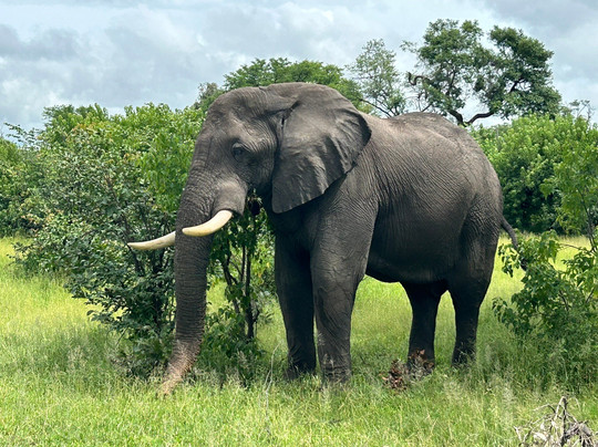 Khwai Guest House主图