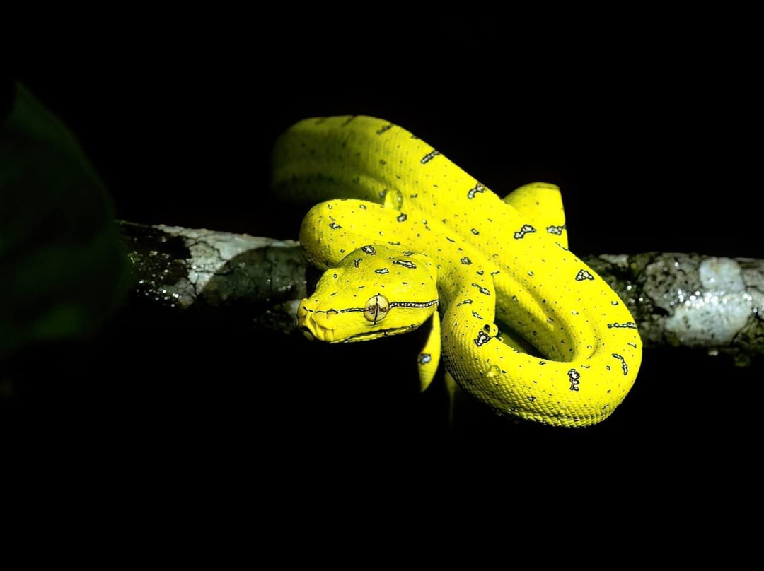 Faunagraphic Wildlife Tours-布里斯班必去景点