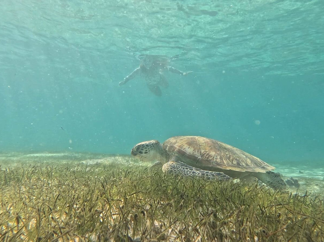 Sud Tropical-蓝湾必去景点