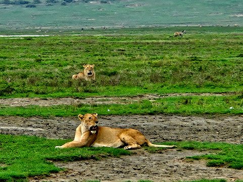 Tanzania-Safari-阿鲁沙必去景点