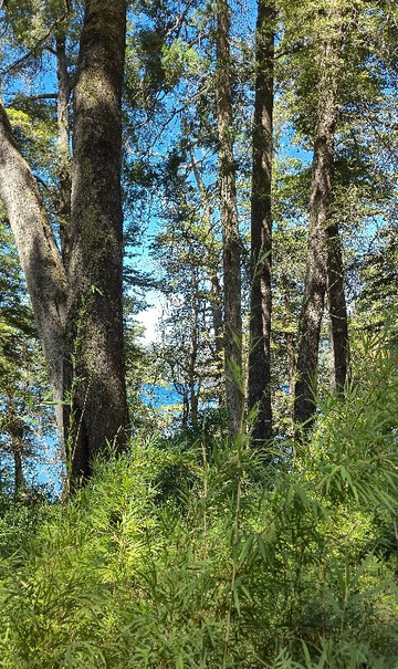 Sendero de los Arrayanes-圣卡洛斯-德巴里洛切必去景点