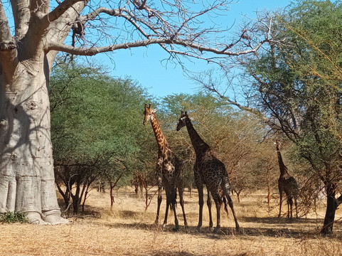 Biram Basse "VALERY"