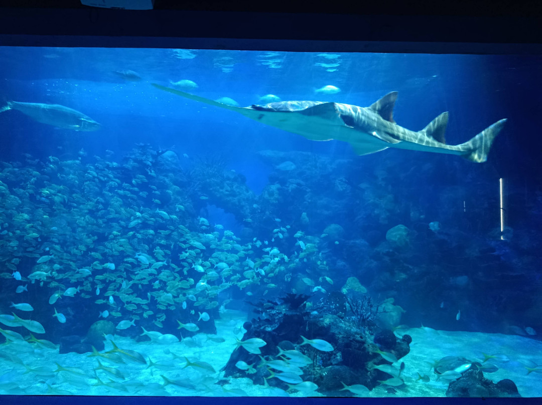 Acuario de Veracruz-韦拉克鲁斯必去景点