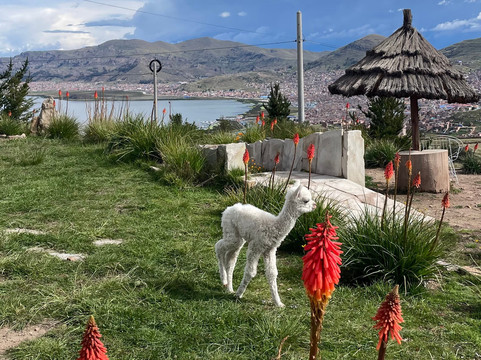 Mirador Del Titikaka主图